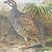 Chinese Francolin